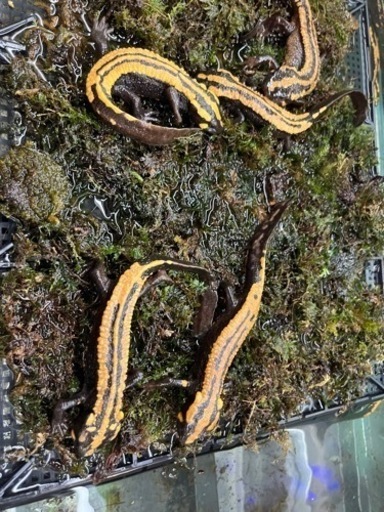 希少の両生類、大量のラオスコブイモリ