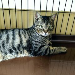 成猫キジトラのオス　正式譲渡決まりました。 − 長野県