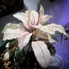 ブセファランドラsp ピンクバリエガータ