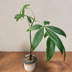 パキラ　鉢ごと　植物