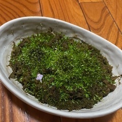 【かわいい花の食虫植物】クリオネ苔