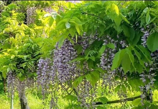 育てて２年の藤　来年には花が咲くと思います。