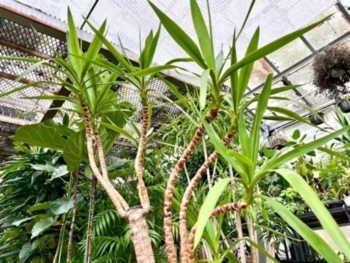 年季入りユッカ植え替え品