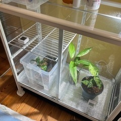ピカコーポレーション温室　ガラス温室　植物用