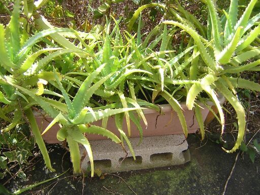薬用アロエ　観葉植物