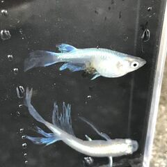 メダカ・青蝶　　今年の春生まれの若魚　１０＋α　匹　８００円②