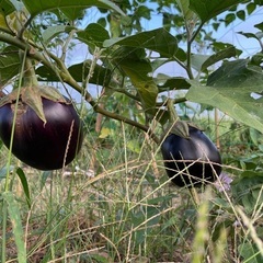 一緒に畑作業しませんか❓