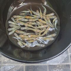 夜桜ゴールド幼魚150円から