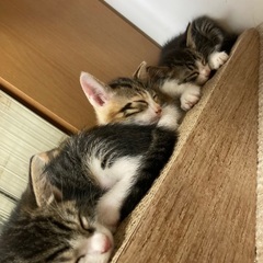 うちで飼っているキジトラちゃんが産んだ子達です。母猫のキジトラは...