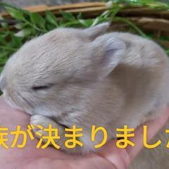 ミニウサギの赤ちゃん - 葛飾区