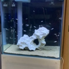 石灰岩　サンゴ　ライブロック　アフリカンシクリッド  海水魚　熱帯魚　水槽