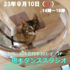 【柏市】9/10（日）根本ダンススタジオ保護猫譲渡会