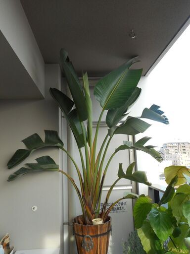 観葉植物　特大　ストレリチア　オーガスタ