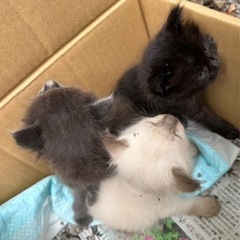 里親さん決まりました！ありがとうございました！子猫３匹