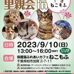 保護ねこ譲渡会