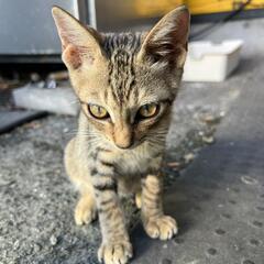 里親募集中かまってちゃんな子です。 - 猫