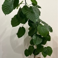 観葉植物　ウンベラータ　170センチ