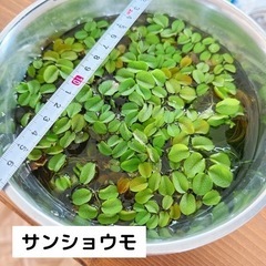 サンショウモ 水草 10株