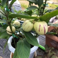 ペピーノの苗 レアフルーツ！ 挿し木