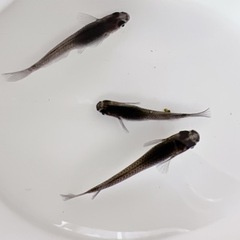 小川ブラック メダカ 若魚〜成魚 産卵してます。