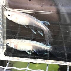 メダカ・青蝶（ピンク系）　　今年の初夏生まれの幼魚～若魚　１０匹...