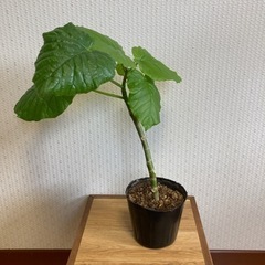 受渡決定【出品番号⑥】ウンベラータ　挿し木　観葉植物