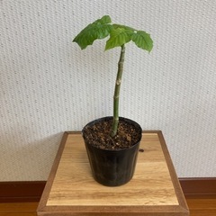 受渡決定【出品番号⑦】ウンベラータ　挿し木　観葉植物