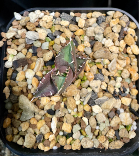Agave チタノタ　ハデス