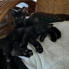 黒猫3ヶ月メス