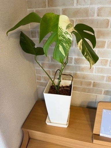 希少　斑入りモンステラ　金運アップ　植え替え済み