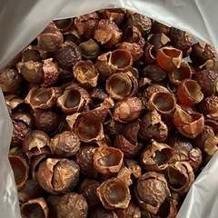 ムクロジ の実　ソープナッツ  ランドリーナッツ　約500g