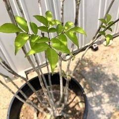 山採りアオダモ (購入者様が決まりました)