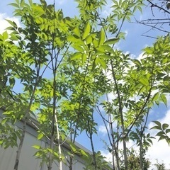 山採りアオダモ (購入者様が決まりました)