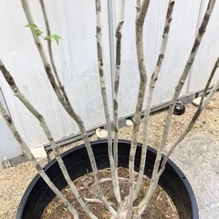 山採りアオダモ (購入者様が決まりました)