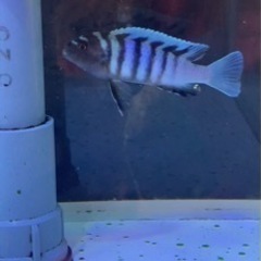 アフリカンシクリッド Cynotilapia Zebroides ±6㎝WILD 熱帯魚