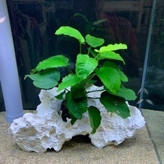 石灰岩　サンゴ　ライブロック　アフリカンシクリッド  海水魚　熱帯魚　水槽