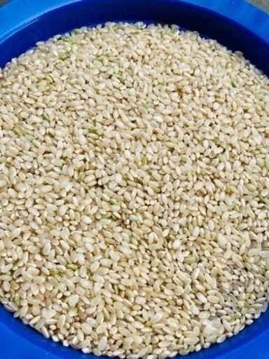 受付終了2024年度産玄米 御坊市産キヌヒカリ30kg