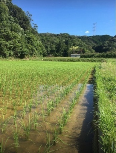 ※受付終了2024年度産玄米 御坊市産キヌヒカリ30kg