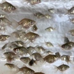 金魚　オランダ獅子頭　7月孵化稚魚　50円/匹