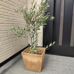 観葉植物　オリーブ　鉢付き