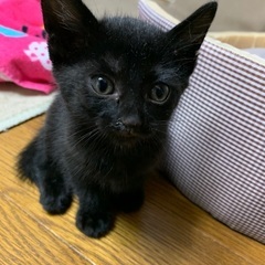 かわいい黒の子猫の画像