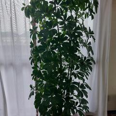 観葉植物　シェフレラ