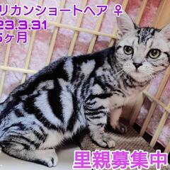 里親様決定 ｱﾘｶﾞﾄｳｺﾞｻﾞｲﾏｼﾀ!!🙇‍♀️🐈️アメリカ...