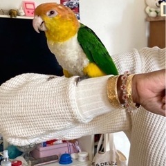 手乗り　シロハラインコ　里親様　募集