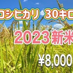 新米 残りわずかです コシヒカリ 30キロ 白米 令和５年産