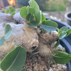 値下げしました。塊根　塊根植物　恵比寿笑い