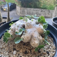 値下げしました。塊根　塊根植物　恵比寿笑い