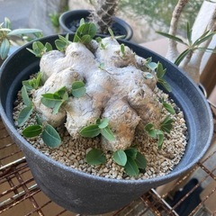 値下げしました。塊根　塊根植物　恵比寿笑い