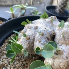 値下げしました。塊根　塊根植物　恵比寿笑い