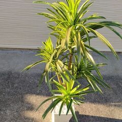 決まりました！光触媒 観葉植物(ワケあり)